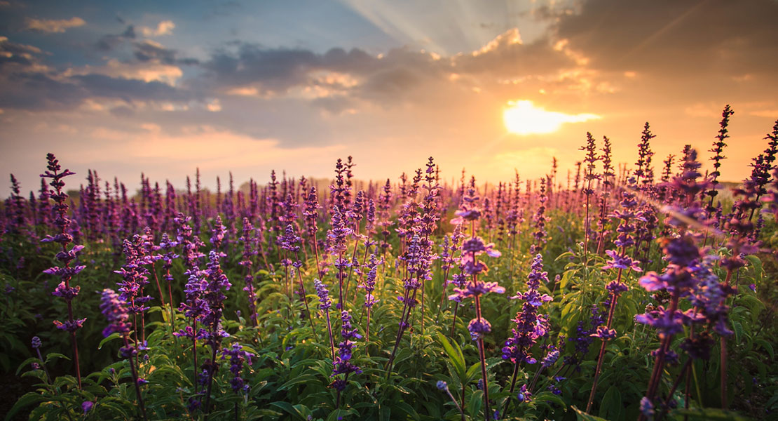 picture of a field of purple flowers