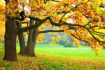 shutterstock_116280340