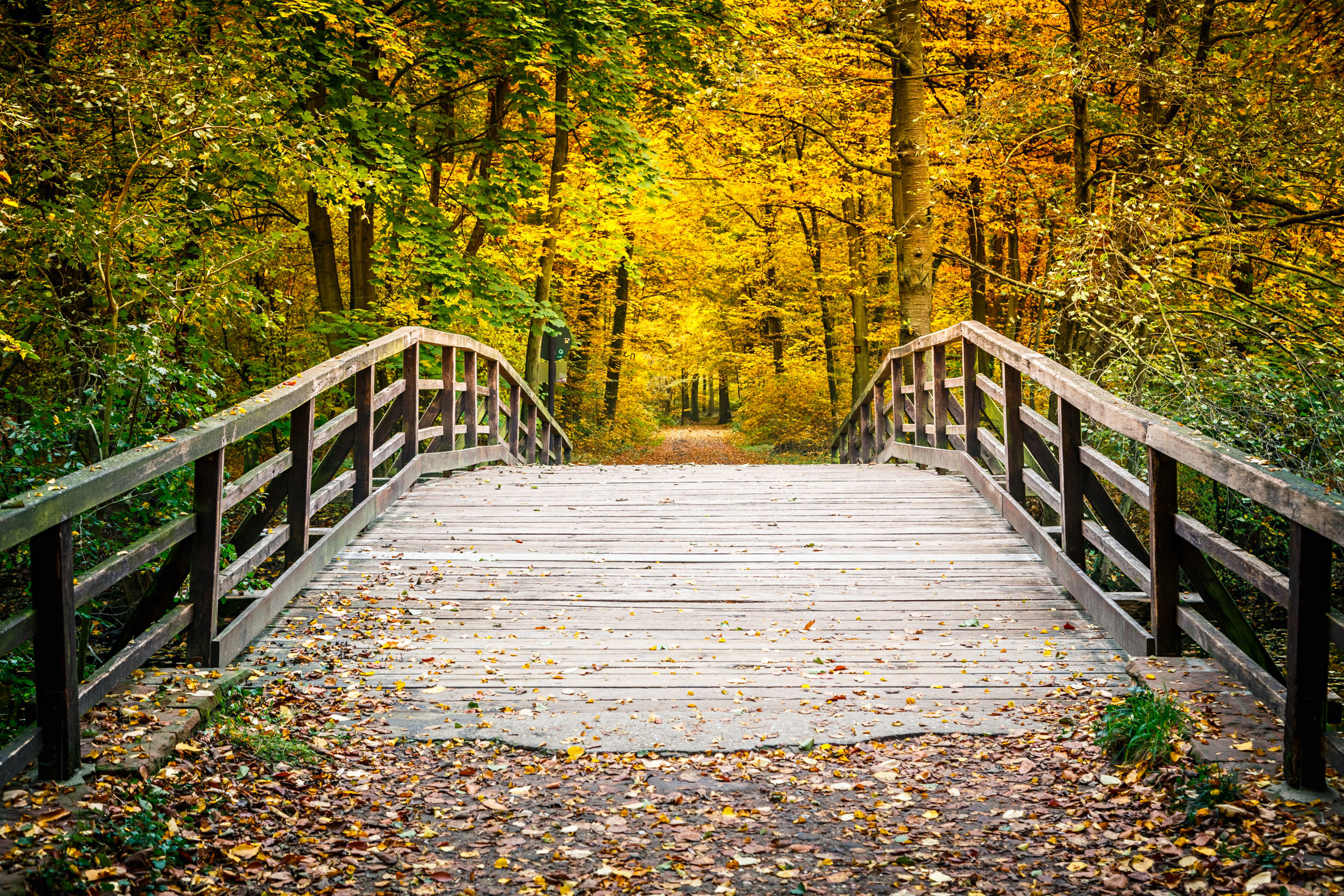 photo of a bridge in a forest in the fall
