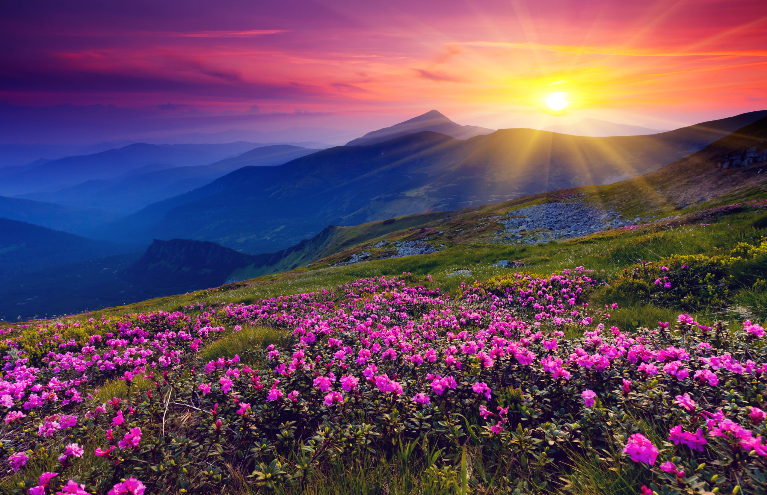 photo of a sunset over a mountain with a field of purple flowers in the foreground
